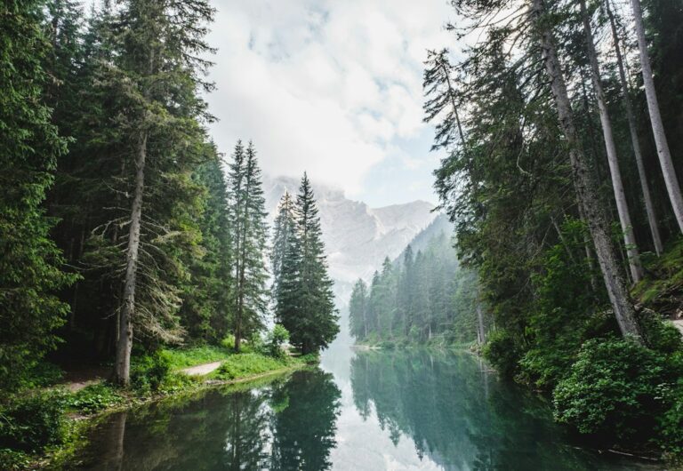 Bosque y ecosistema protegido en un paisaje natural