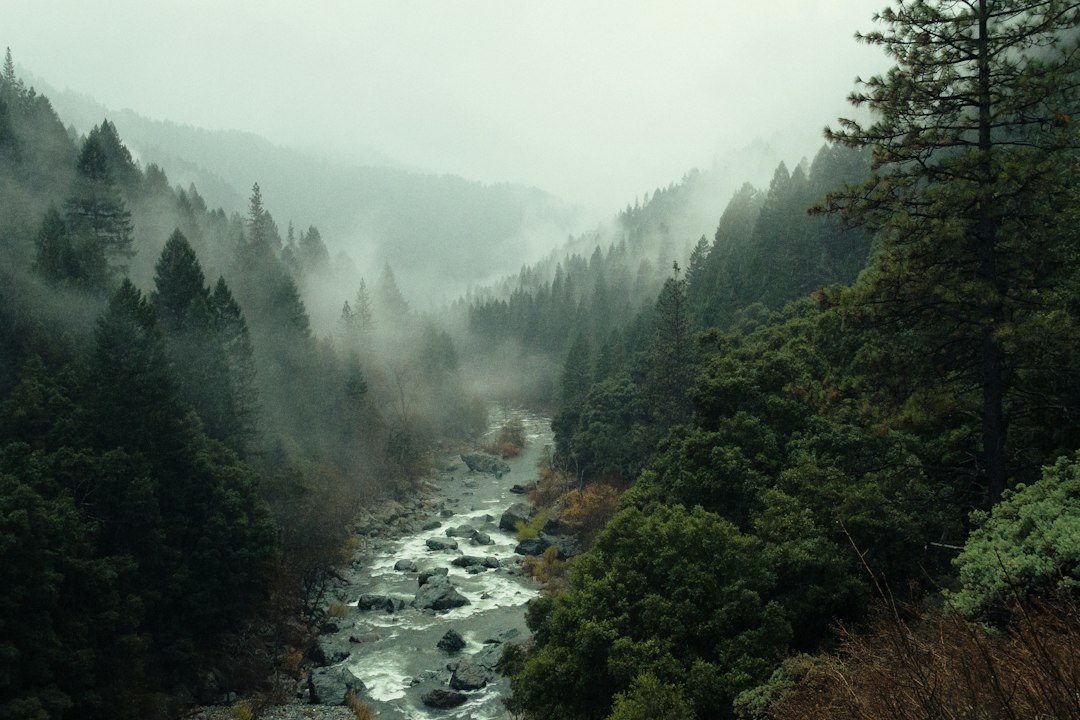 Bosque y paisaje para ilustrar proyectos ambientales